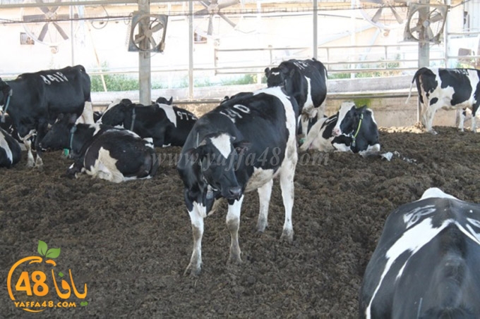 re7la janob (47).JPG